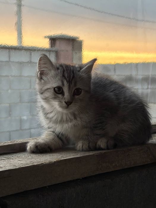 Продам котят шотландцы
