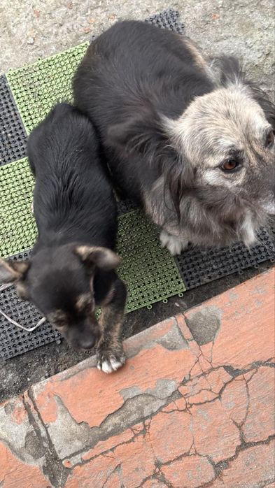 Коргі помість 3 міс