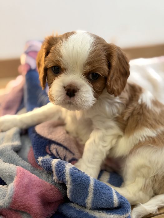 Cavalier King Charles Spaniel PIESEK