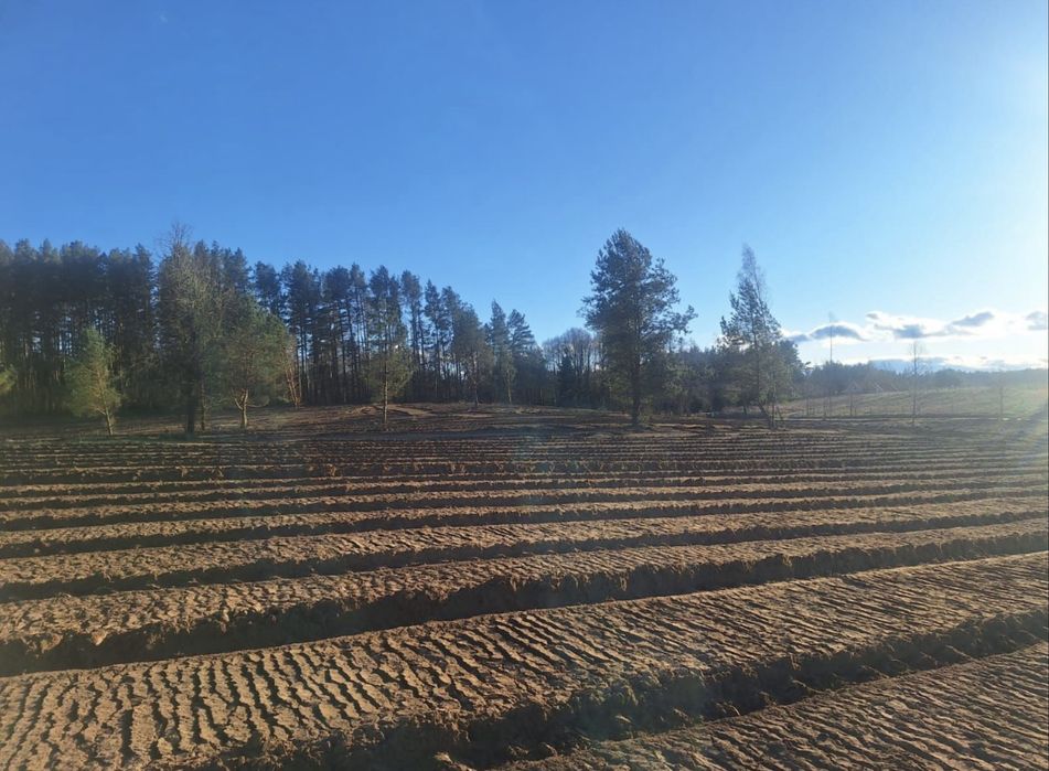 MulczerLeśnyWgłębnyWycinkaDrzewSamosiewówSkupDrewnaLasow