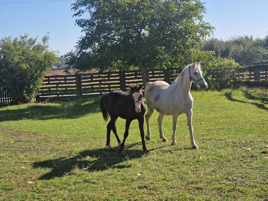 Klaczka walijska
