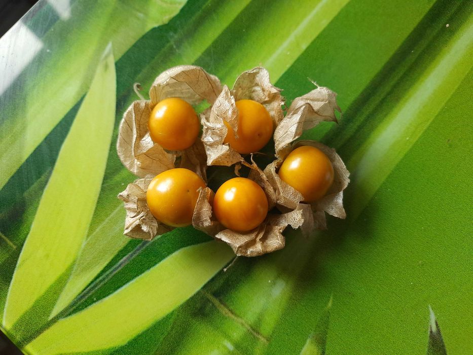 Насіння суничного та ягідного фізалісу