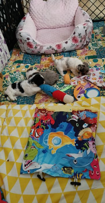 Sunia Yorkshire terrier malutka Bluebery