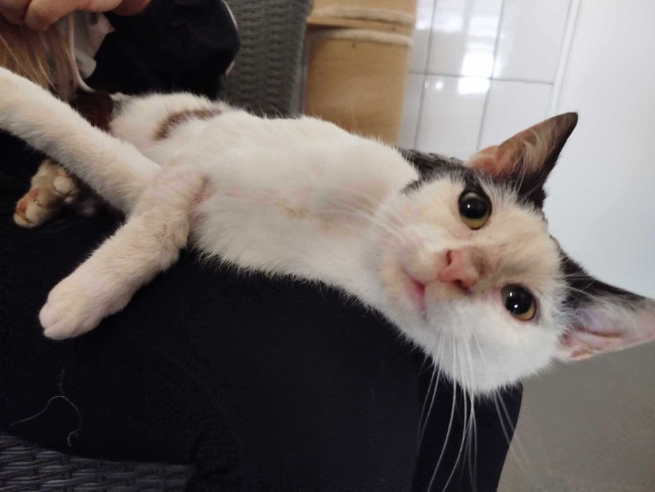 CZAREK adopcja kocurek kot kochany łagodny schronisko