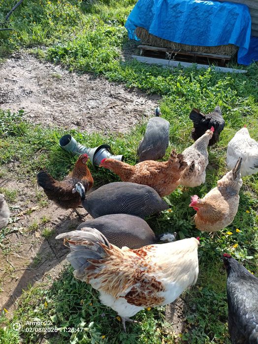 Vendo várias coelhos e galinhas