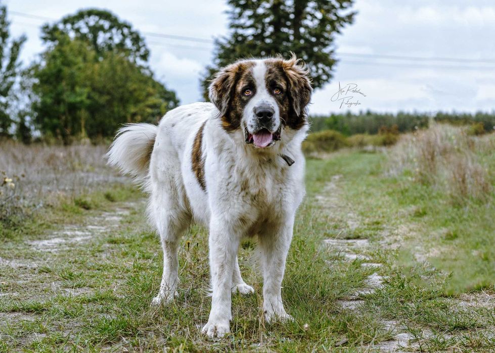 Wspaniała Iskra w typie moskiewskiego psa stróżującego! Adoptuj Ją!