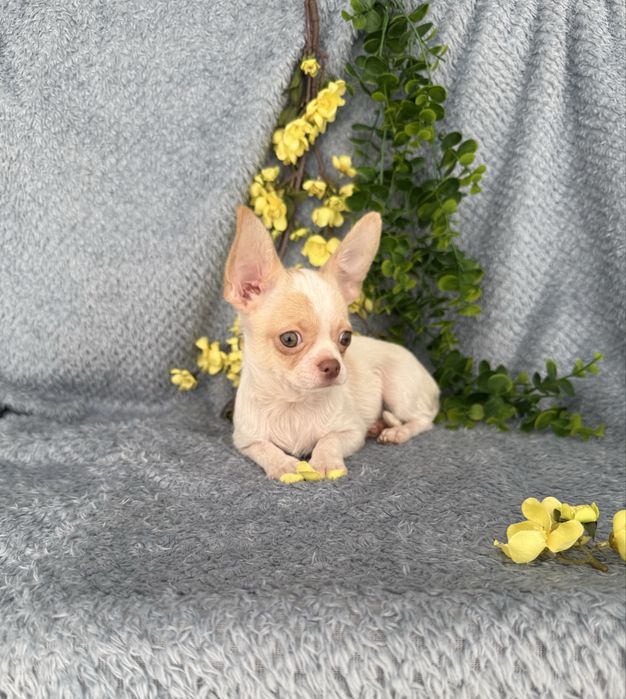 Excelente menino mini Chihuahua/Chiuaua Cabeça de Maça,Qualidad