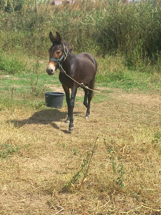 Mula com 20 meses