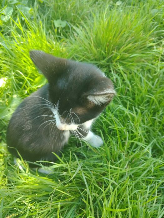 Котик / кіт / кошеня