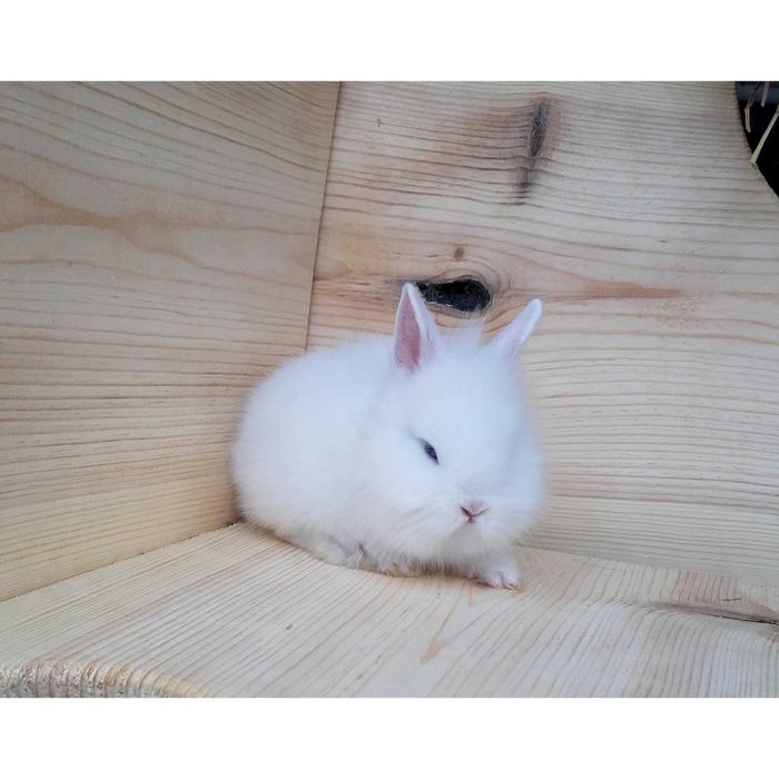 Супер мини кролики,большой выбор