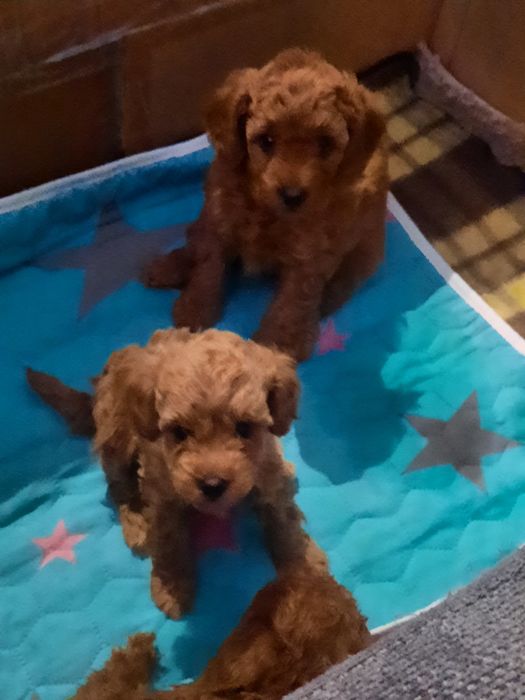 Продаж той пудель