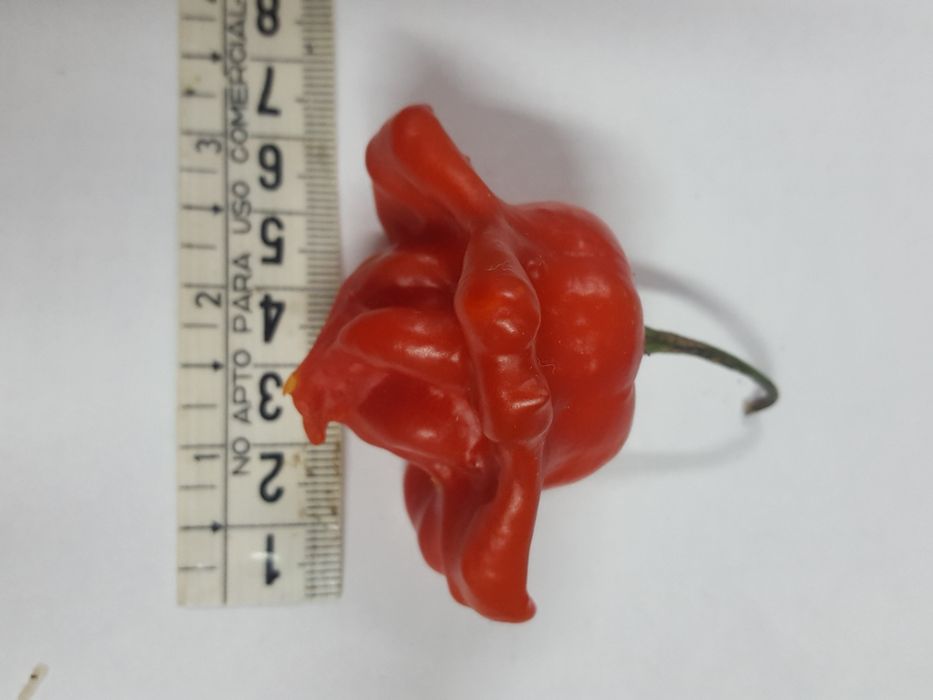 Piri-piri Malagueta "Sininho " sementes novas 2025