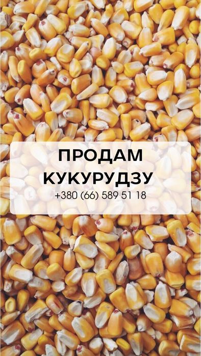 Продам кукурудзу