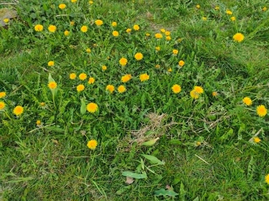 Syrop/Miód z Mniszka Lekarskiego