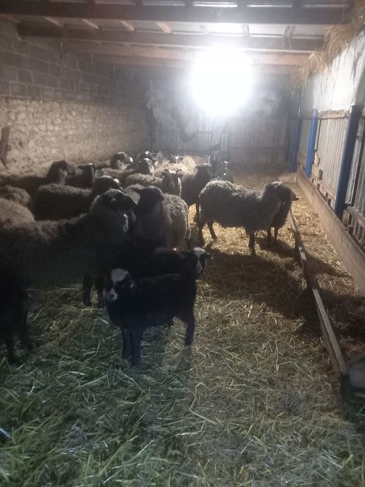Продам овечки баранчики 3-5 місяців