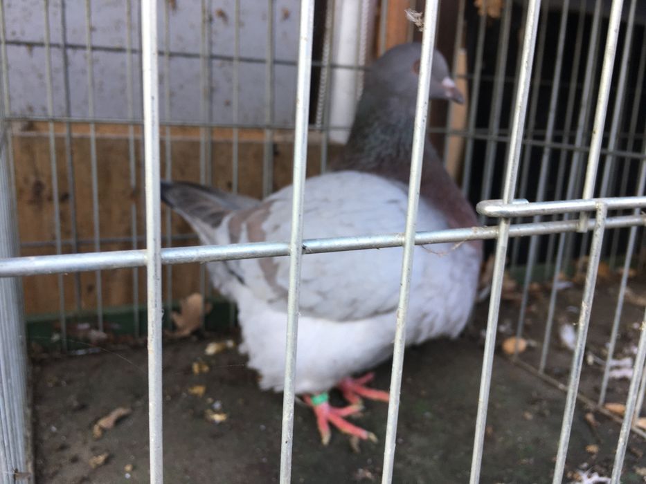 Texaner teksanery samce samice