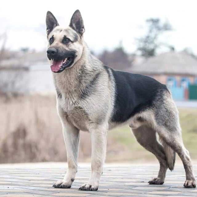 Східноєвропейська вівчарка