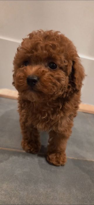 Piesek pudel toy linia chinska