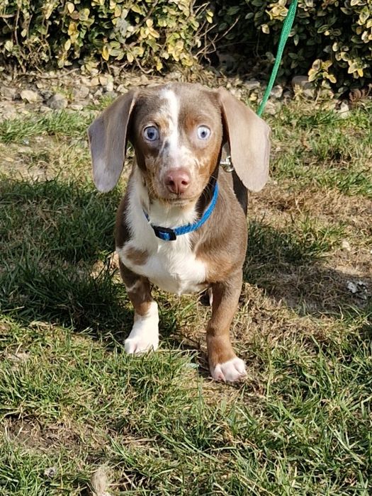 **CHELSEA **jamnik  króliczy/ miniatura  3,5 kg