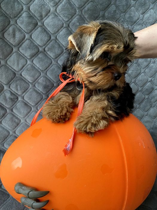 Йорки гарнесенькі