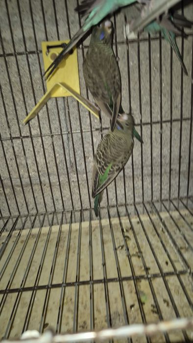 Periquito Blackface asa negra