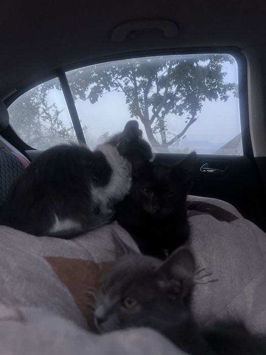 Котята, миленькие, красивые