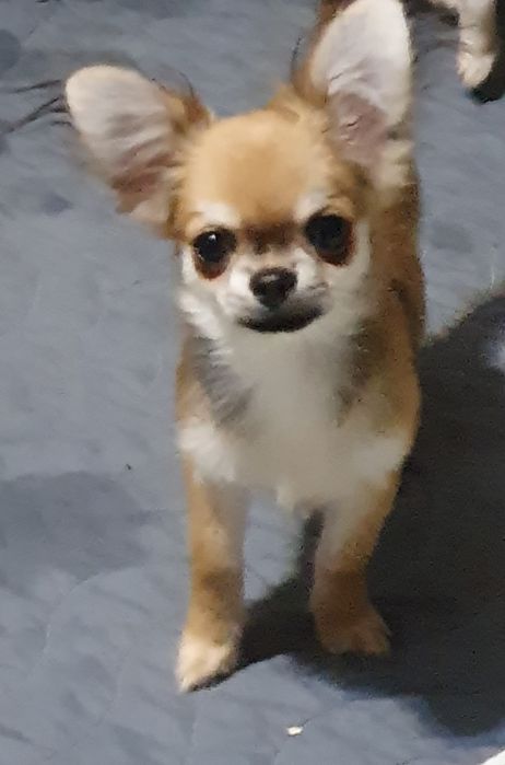 Длинношерстный мальчик чихуахуа