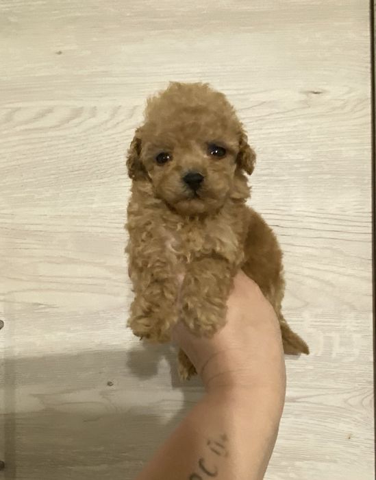 Маль типу хлопчик