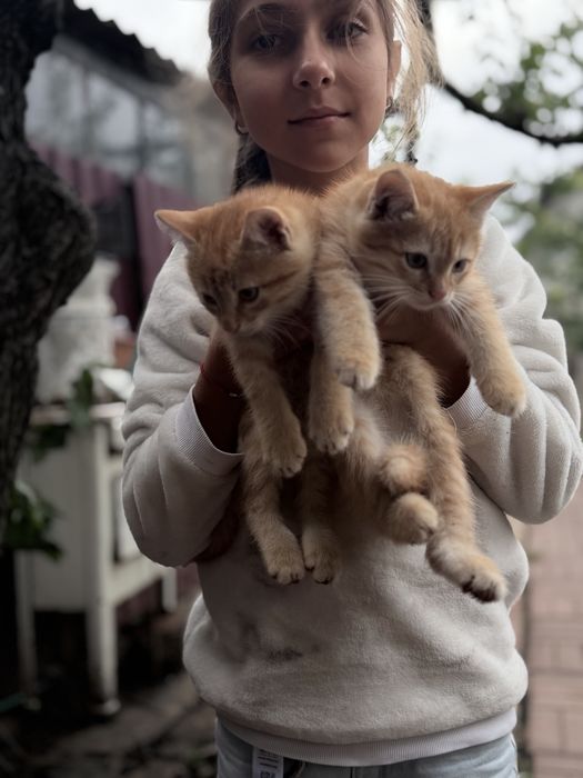 Котики бесплатно