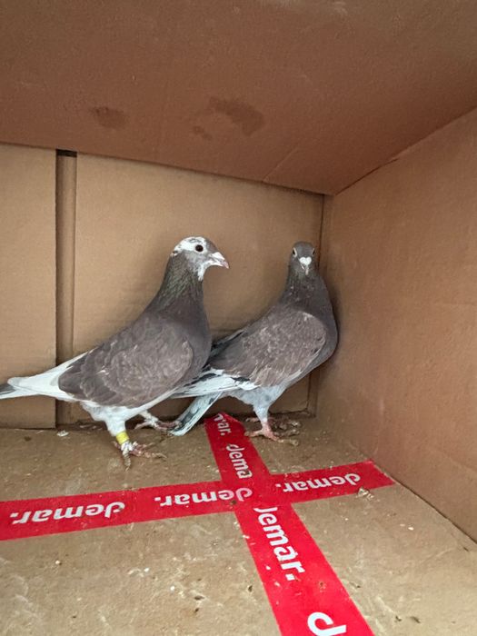 Gołębie pocztowe zagraniczne Romania