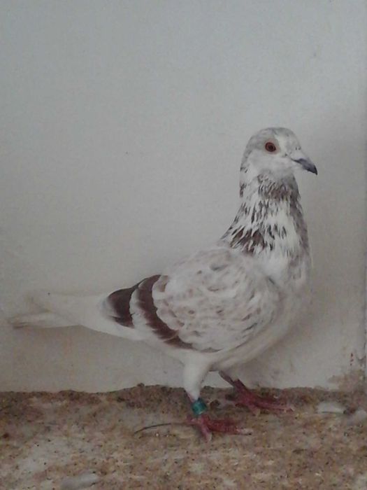Linda pombo correio Silver Shadow...da Freiria