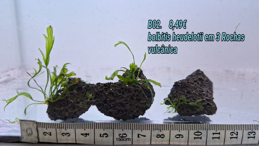 Anubia / bolbitis heudelotii em tronco e em rocha vulcânica.  (Aquário Plantas)
