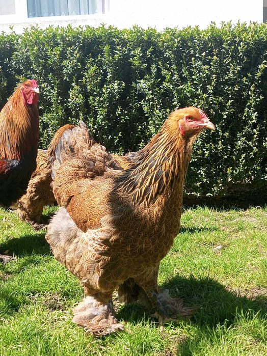 Кури брама куріпчаста