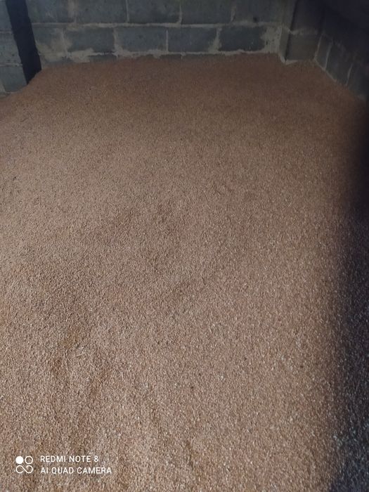 Sprzedam zboże, pszenicę i owies