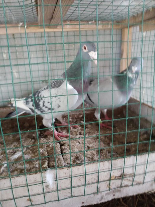 Gołębie młode stare pocztowe nadwyzka ok. 60szt