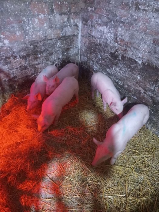 Продам малих поросят 1,5 місячні