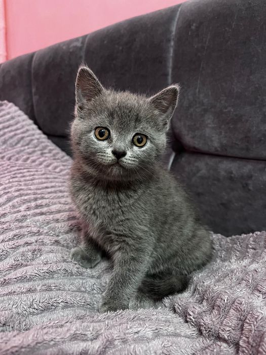 Шотландське кошеня