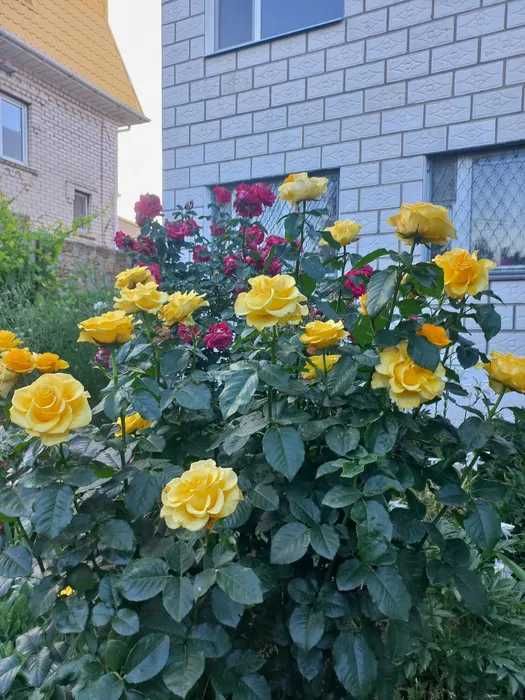 (13)Продам просторий 2-поверховий будинок в центрі с. Молодіжне.