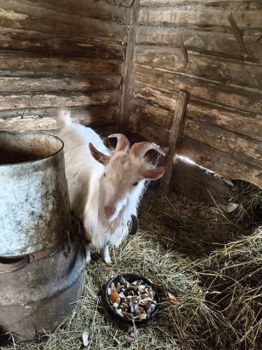 Продається Козлик