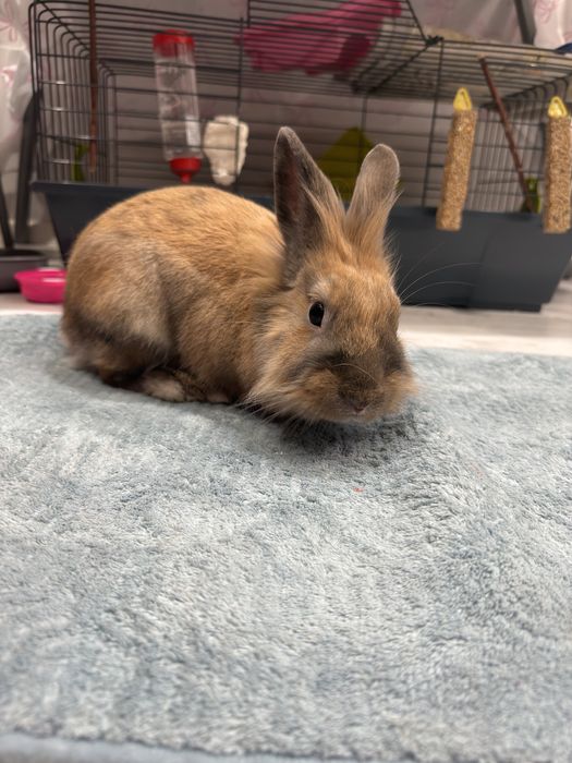 Kolorowy samczyk samiec krolik kroliczwk miniaturka krolik miniaturowy