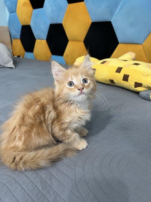 Kot młody Maine coon