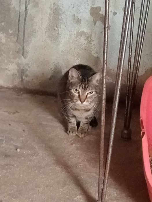 Gatinhos LINDOS!