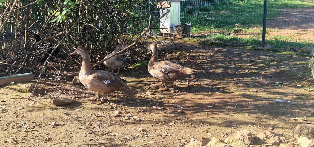 Patos mudos castanho