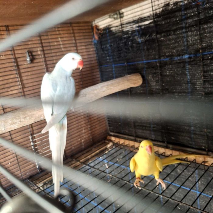 Tenho para ceder dois casais de ring neck