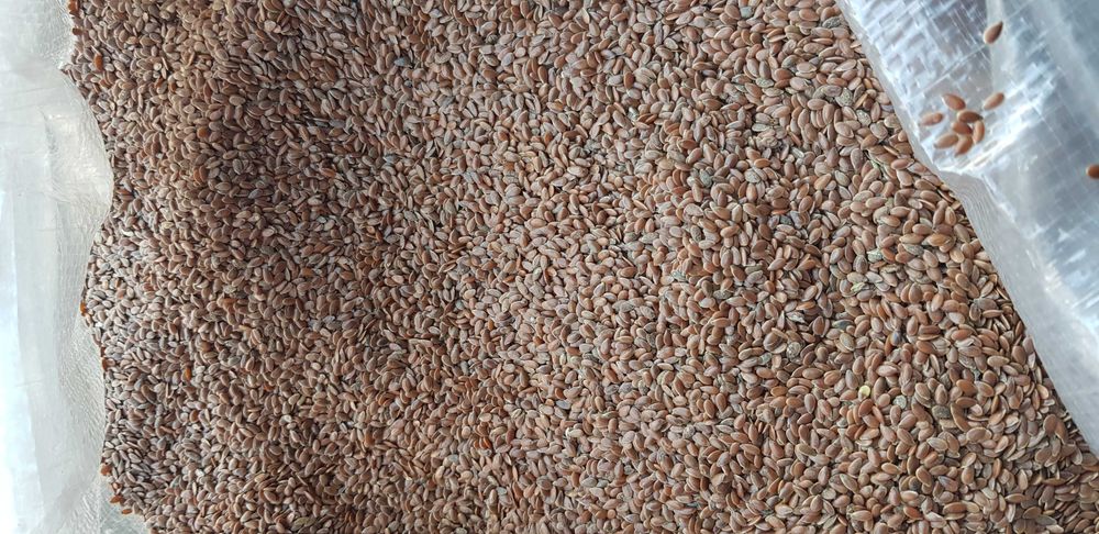 Siemię Lniane Brązowe Len czyszczony (czystość 99,8%)