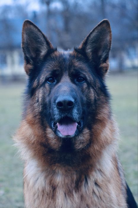 Дівчинка німецької вівчарки