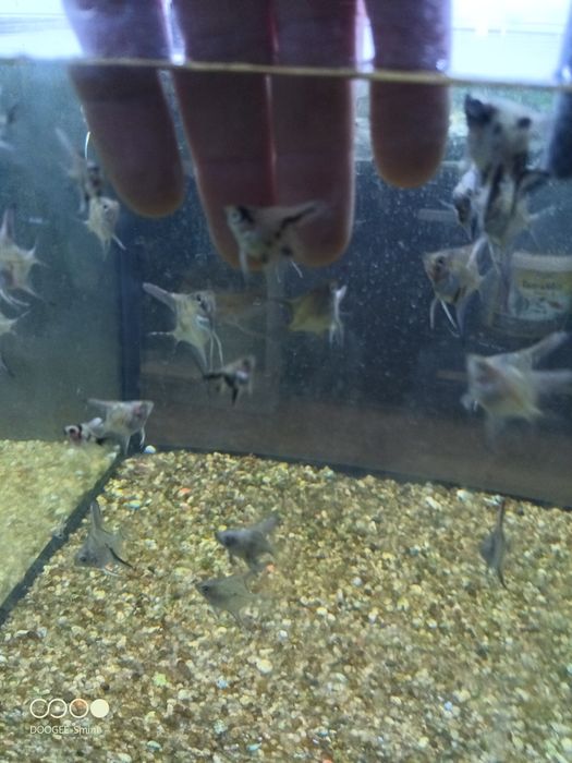 Escalar juvenis (criação própria)