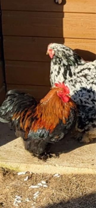 Kogut karzełek Kochin