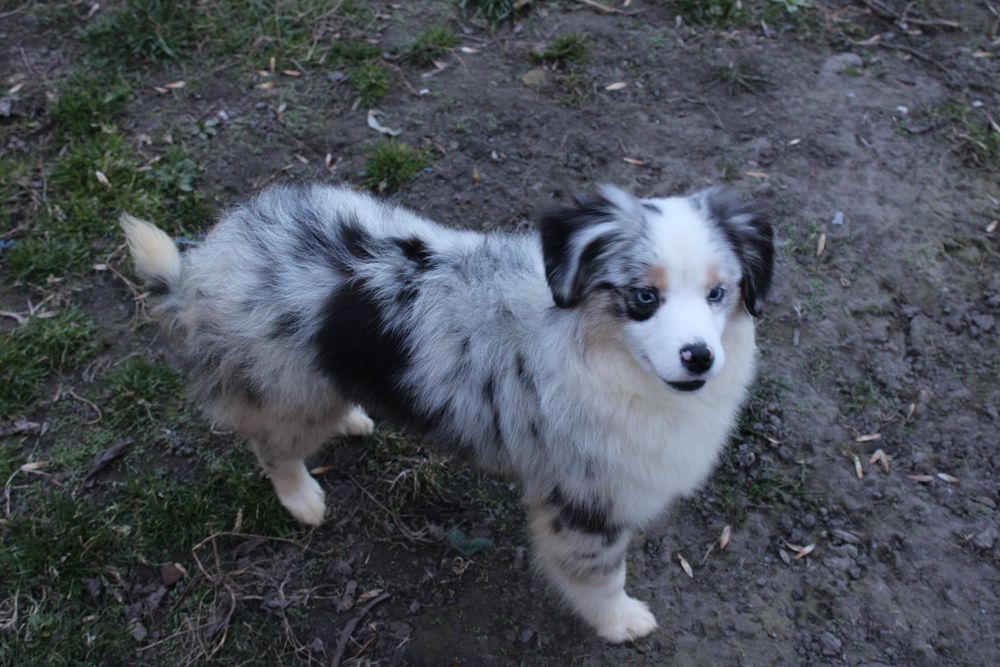 Miniaturowy Owczarek Amerykański suczka MAS ZKwP FCI