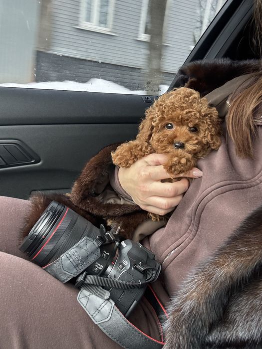 Той пудель хлопчик, 3,5 місяці, FCI, повністю вакцинований